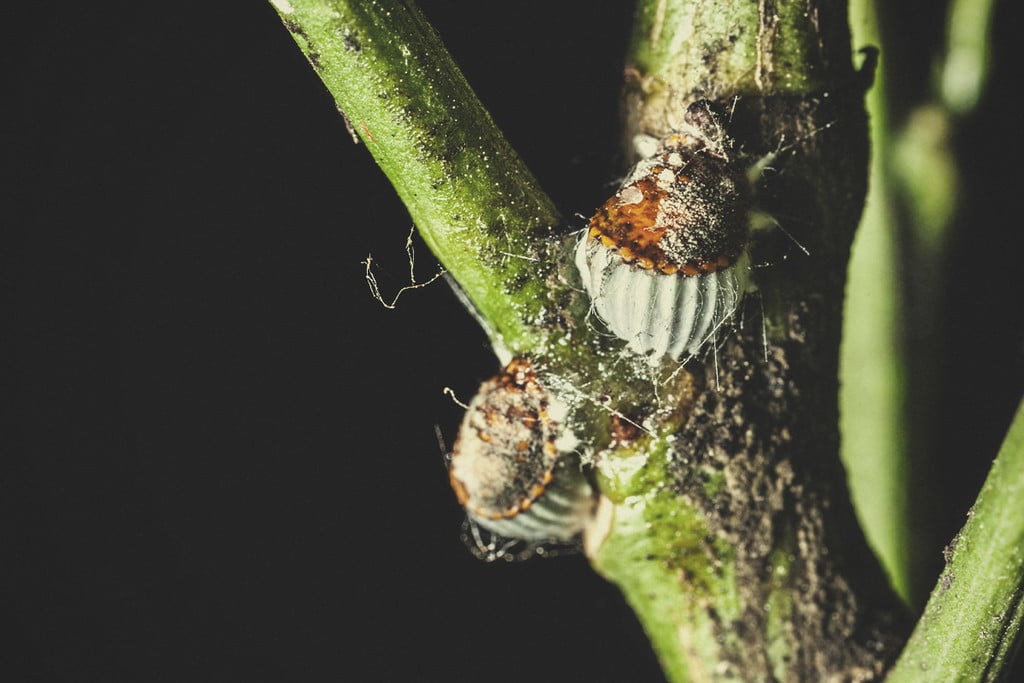 Come proteggere le tue piante di cannabis dalle invasioni delle cocciniglie