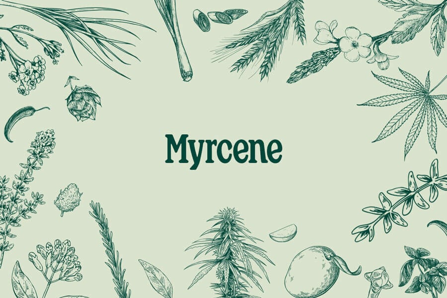 Mircene: Un Terpene dalle Sorprendenti Proprietà Benefiche