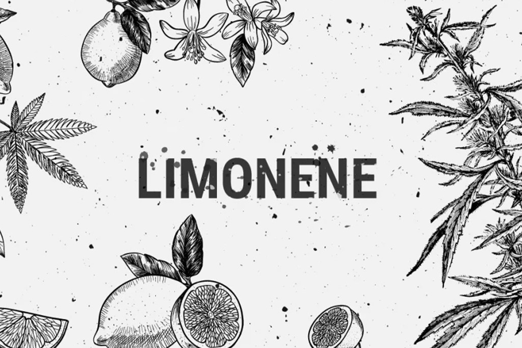 Limonene: Un Terpene Terapeutico, Ricreativo e Profumato