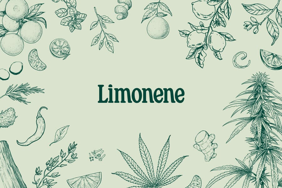 Limonene: Un terpene rinfrescante con un grande potenziale