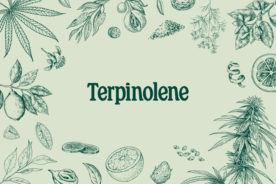 Terpinolene: Scopri questo enigmatico terpene