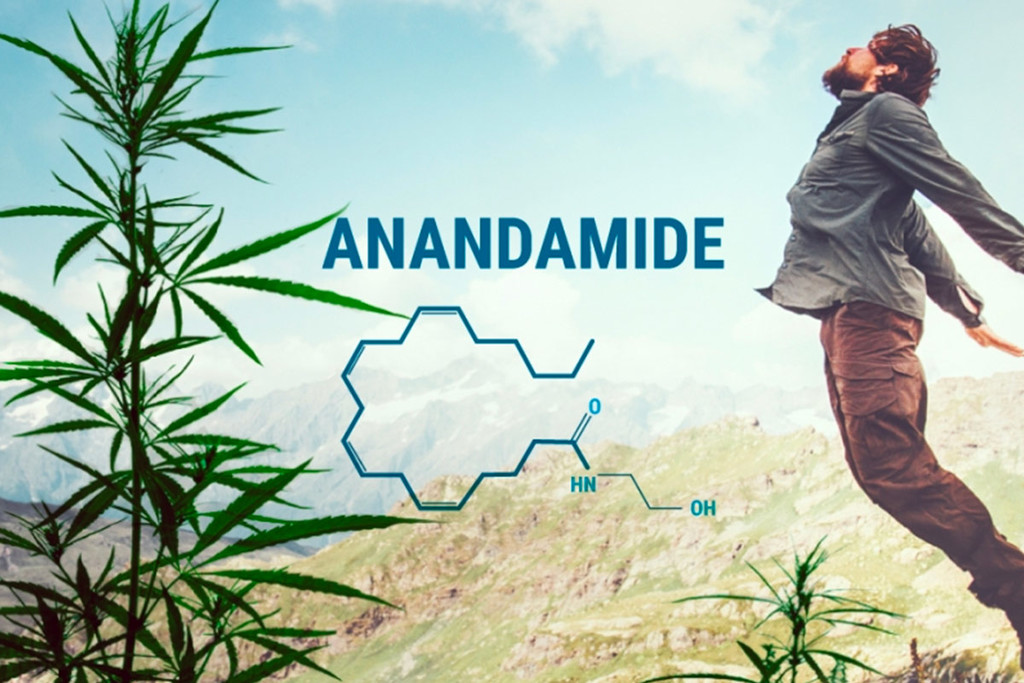 L’anandamide e la sua Relazione con THC e CBD