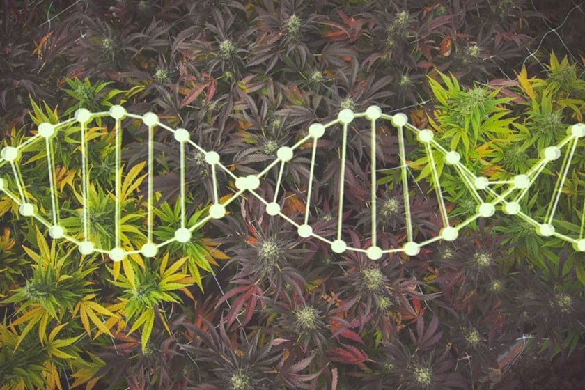 Selezione E Preservazione Genetica Della Cannabis A Casa