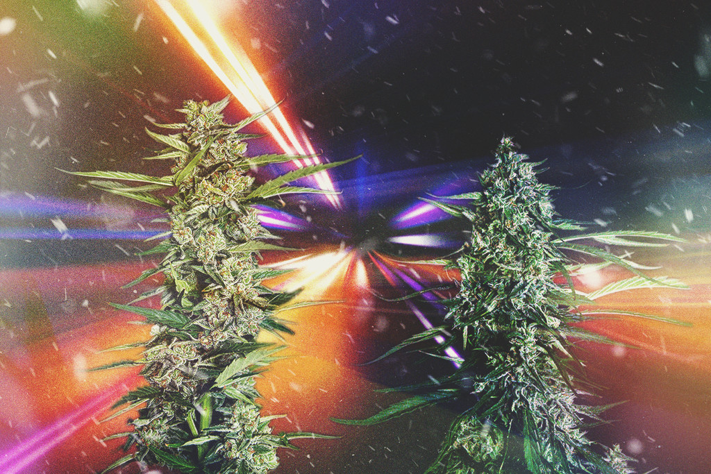 Le varietà di cannabis più veloci del 2023