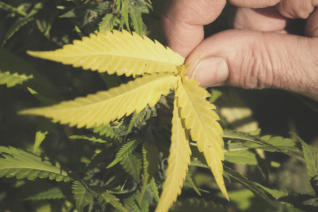 Ingiallimento Fogliare delle Piante di Cannabis