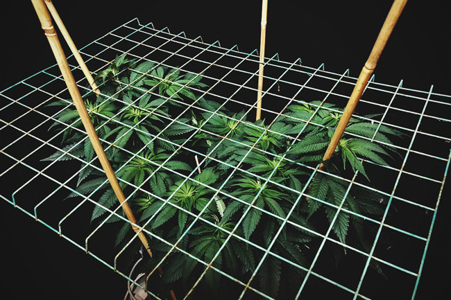 Coltivazione di cannabis con il SCROG (schermo verde) metodo