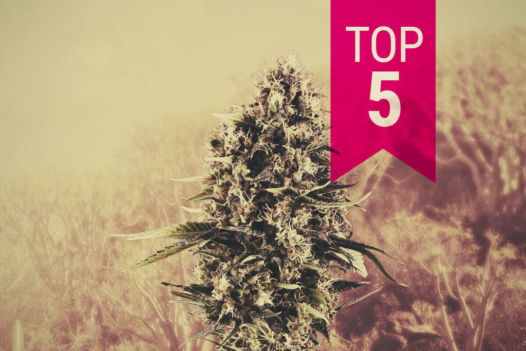 Le Nostre 5 Migliori Sativa Per i Climi Caldi