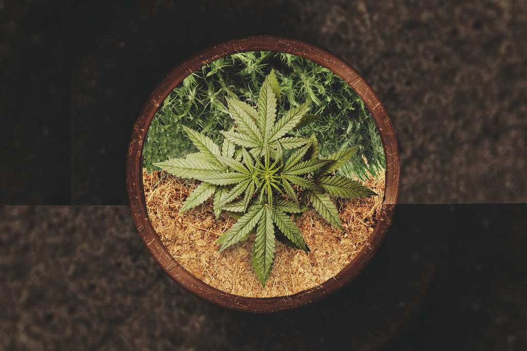 Coltivare Cannabis con la Fibra di Cocco o con la Torba