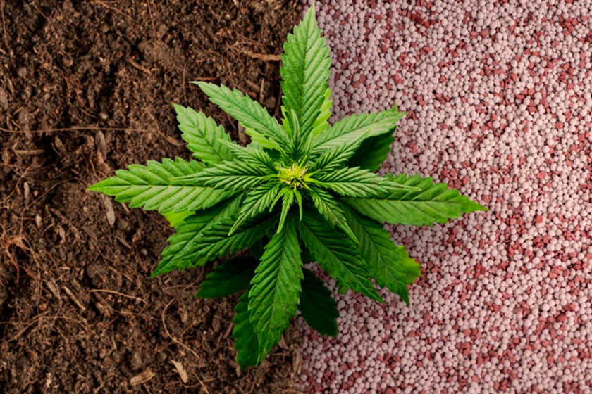 Fertilizzanti per cannabis: biologici vs sintetici