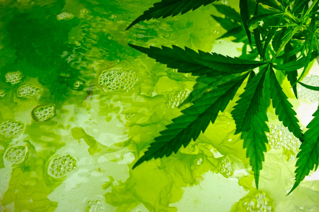 Individuare e Prevenire le Alghe nella Coltura della Cannabis