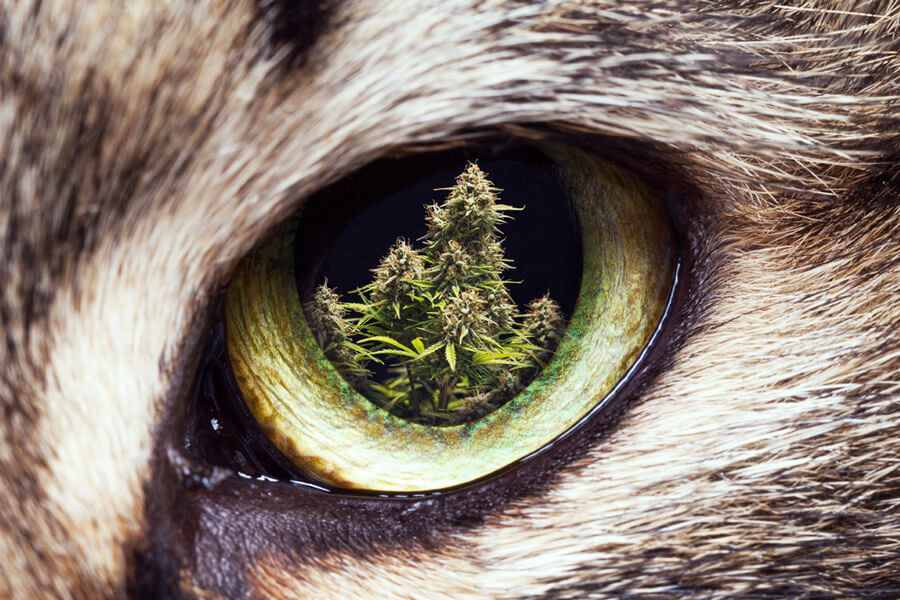 Come tenere gatti e cani lontano dalle piante di cannabis