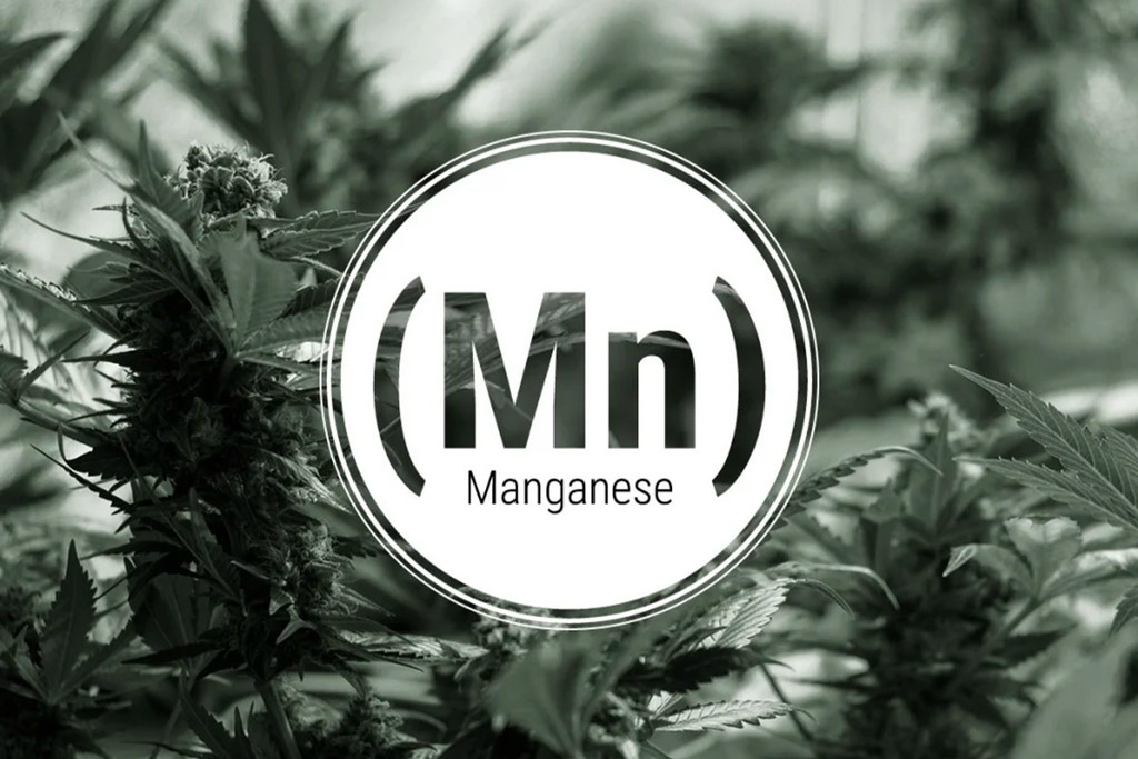 Carenza di Manganese nelle Piante di Cannabis