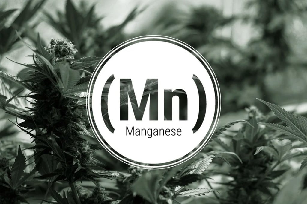 Carenza di manganese nella cannabis: Sintomi e soluzioni