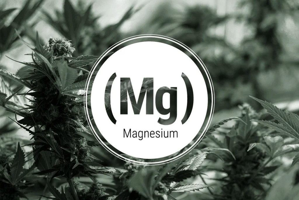 Carenza di Magnesio nelle Piante di Cannabis