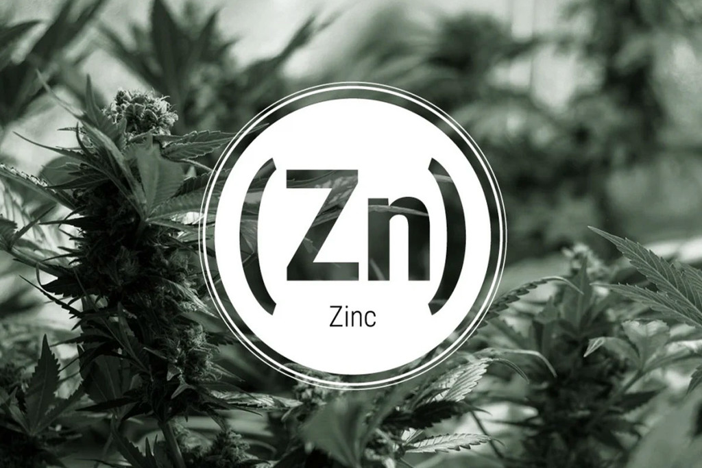 Carenza di Zinco nelle Piante di Cannabis