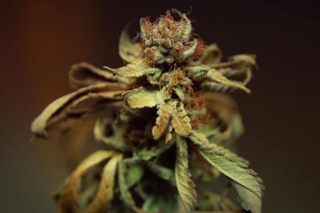 Come Proteggere le Piante di Marijuana dal Fungo Fusarium