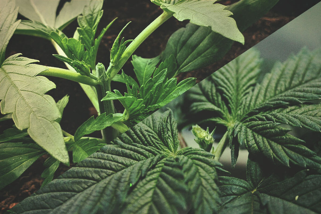 Potare La Marijuana: Cimatura Vs Fimming