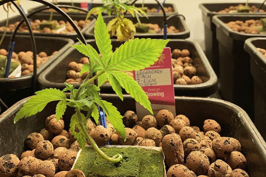 Una Guida ai Substrati per la Coltura Idroponica della Cannabis