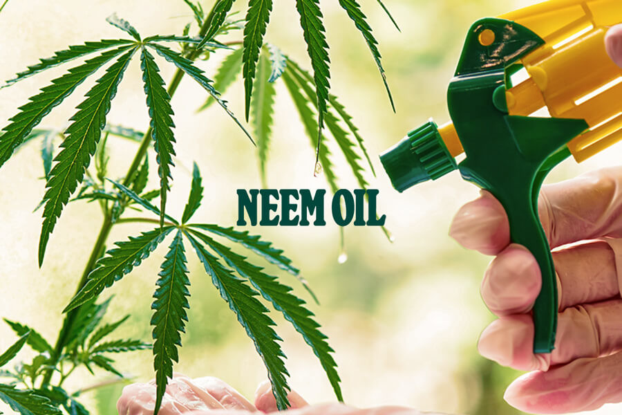 Olio di Neem: Il Pesticida Biologico Migliore per la Cannabis