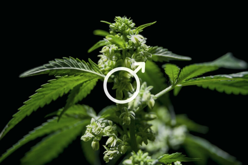 Usare al Meglio le Piante Maschio di Cannabis