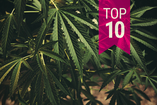 Le 10 Varietà di Cannabis Classiche Assolutamente da Provare