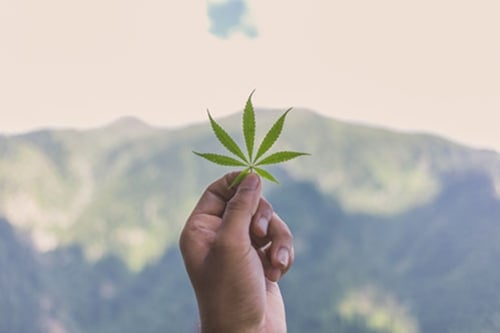 La Corte Federale Svizzera Decriminalizza le Piccole Quantità di Cannabis