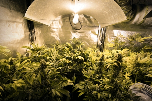 Consigli sulla Coltivazione della Cannabis: Come Impostare le Luci di Coltivazione Indoor