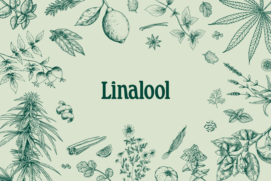 Terpeni della Cannabis: Linalolo