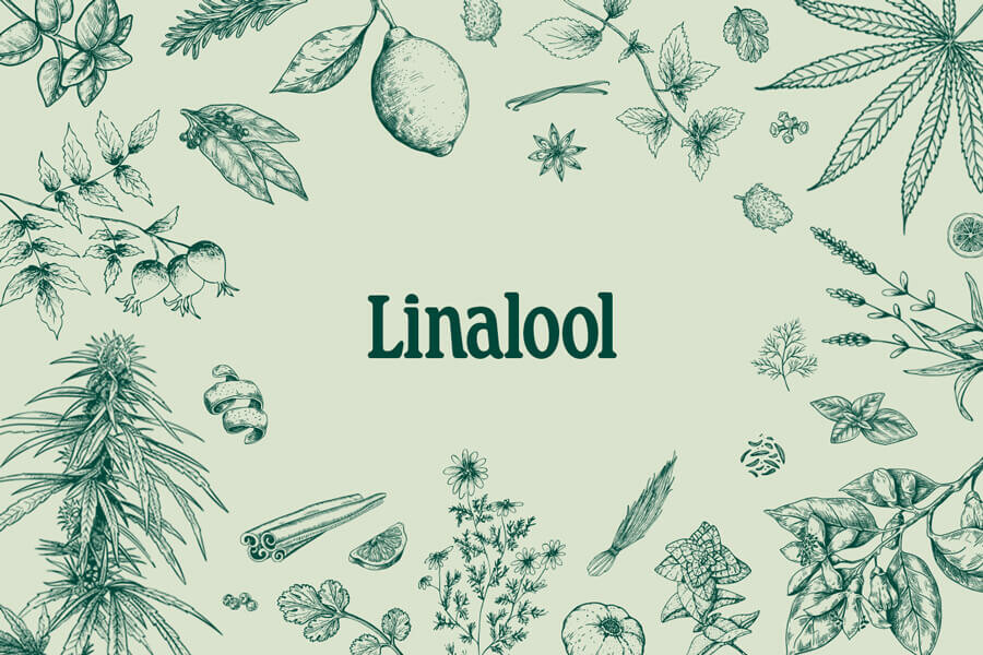 Linalolo: Un terpene della cannabis dall'aroma intenso