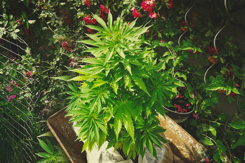 La Guida Definitiva alla Coltivazione di Cannabis Biologica