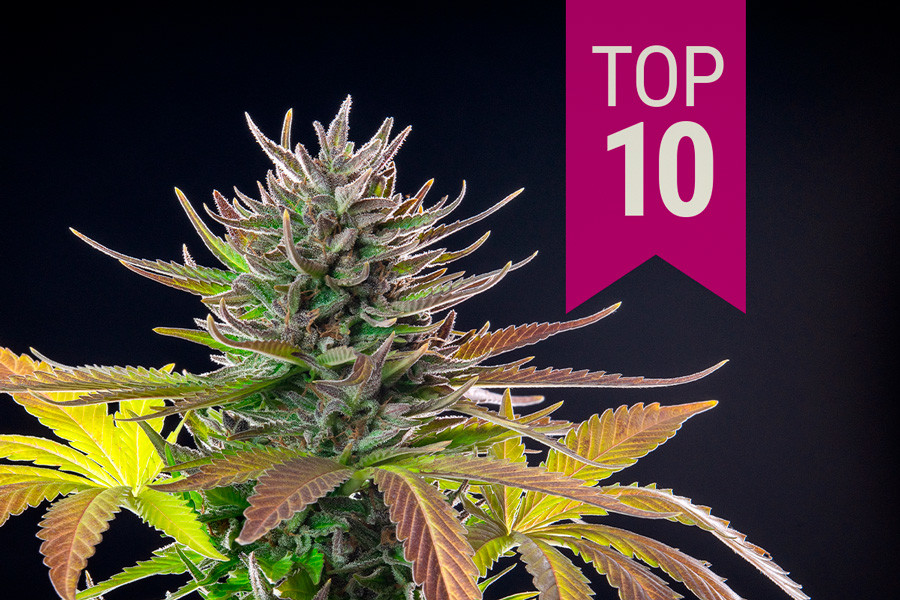 Le 10 migliori varietà sativa del 2025