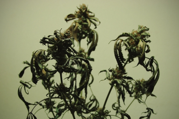 La Bruciatura da Nutrienti nella Pianta di Cannabis