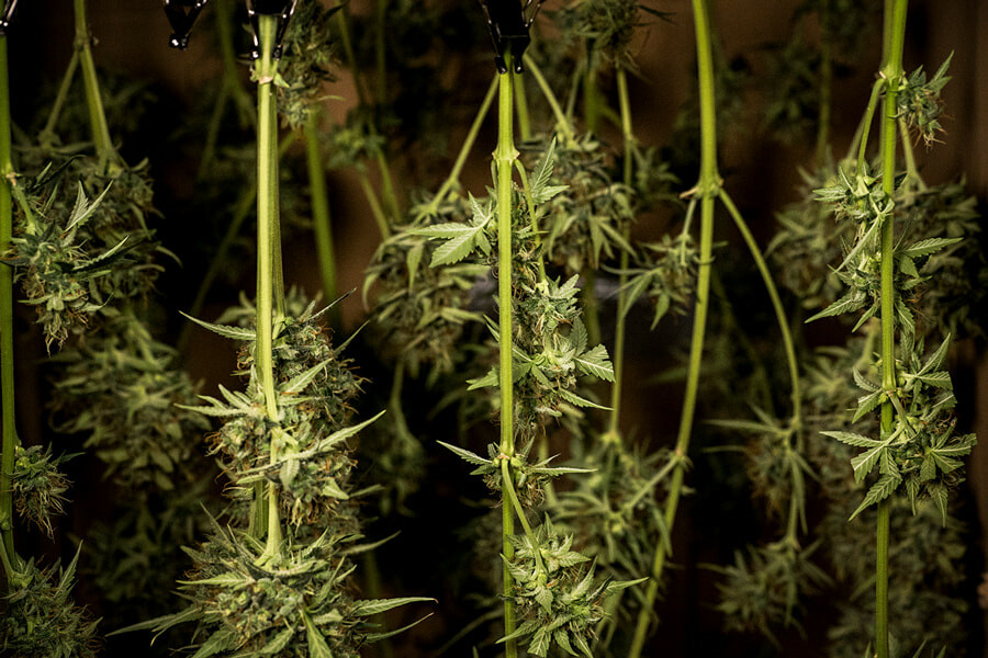 Come essiccare e conciare la cannabis: Consigli professionali per cime perfette