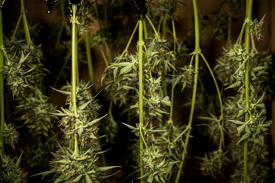 Come essiccare e conciare la cannabis: Consigli professionali per cime perfette