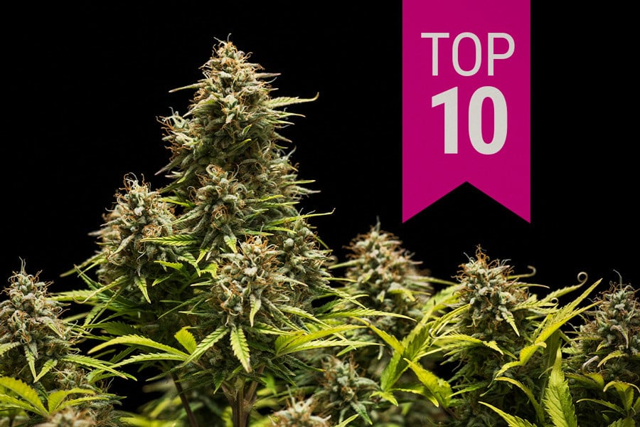 Le migliori 10 varietà indica del 2026
