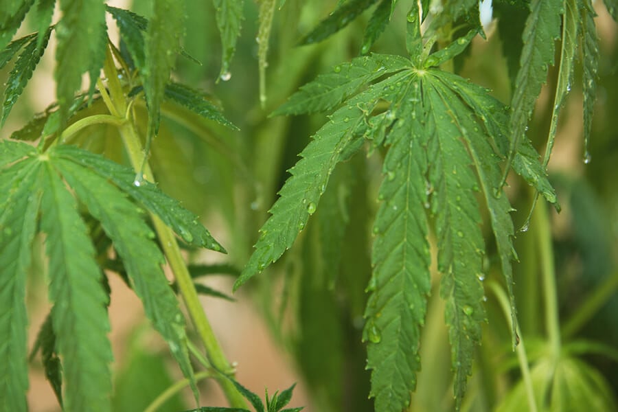Come e quando applicare i trattamenti fogliari sulla cannabis