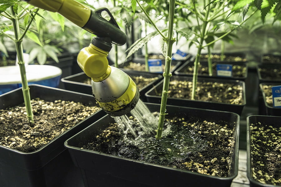 Irrigazione della cannabis: Come affrontare gli eccessi e le carenze d’acqua