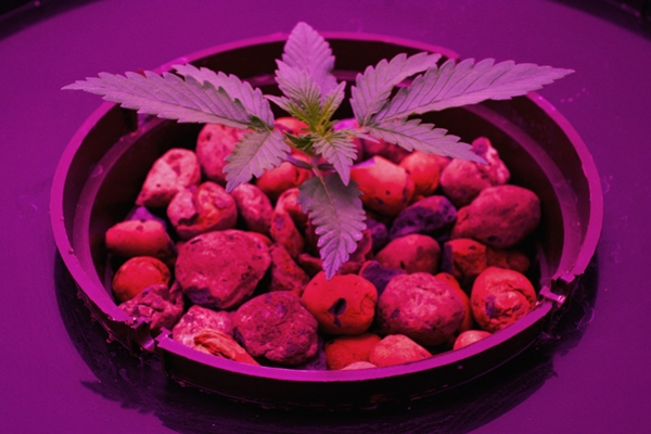 I Migliori Consigli per Coltivare Cannabis in Idroponica