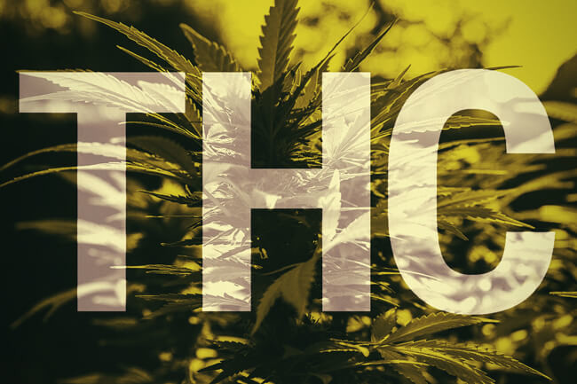 Cos’è il THC?