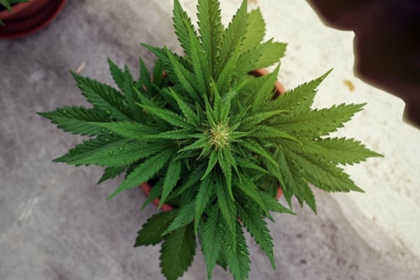 Che Cosa È la Deprivazione della Luce e Come Agisce sulla Cannabis?