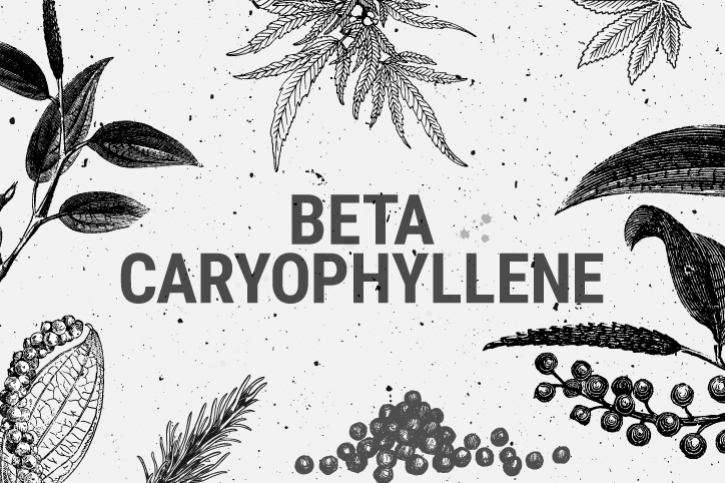 Beta-Cariofillene: Un Terpene Contro Ansia e Depressione?