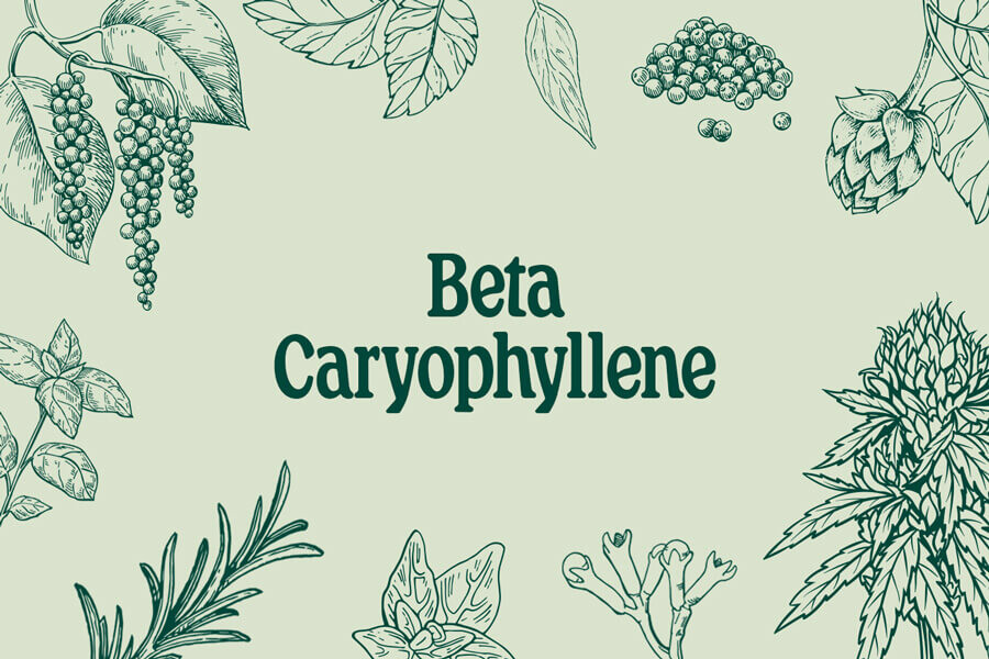 Beta-Cariofillene: Un Terpene Contro Ansia e Depressione?