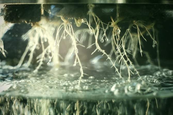 Una Guida ai Fertilizzanti da Usare nelle Colture Idroponiche