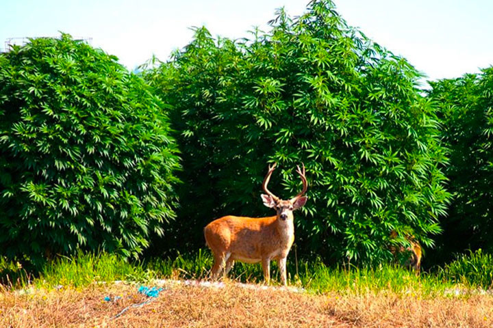 La Contea di Humboldt al Centro della Coltura della Cannabis