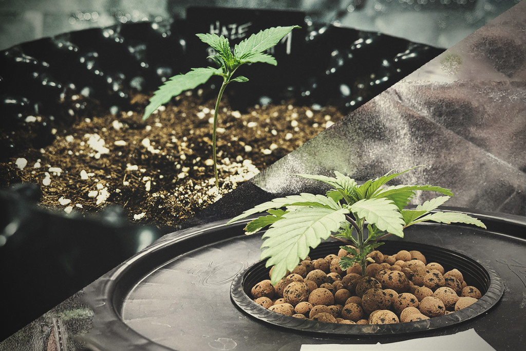 Coltivazione di cannabis in terra vs idroponica