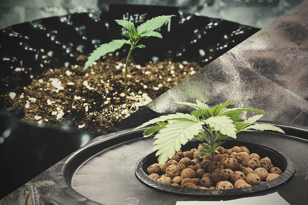 Coltivazione di cannabis in terra vs idroponica
