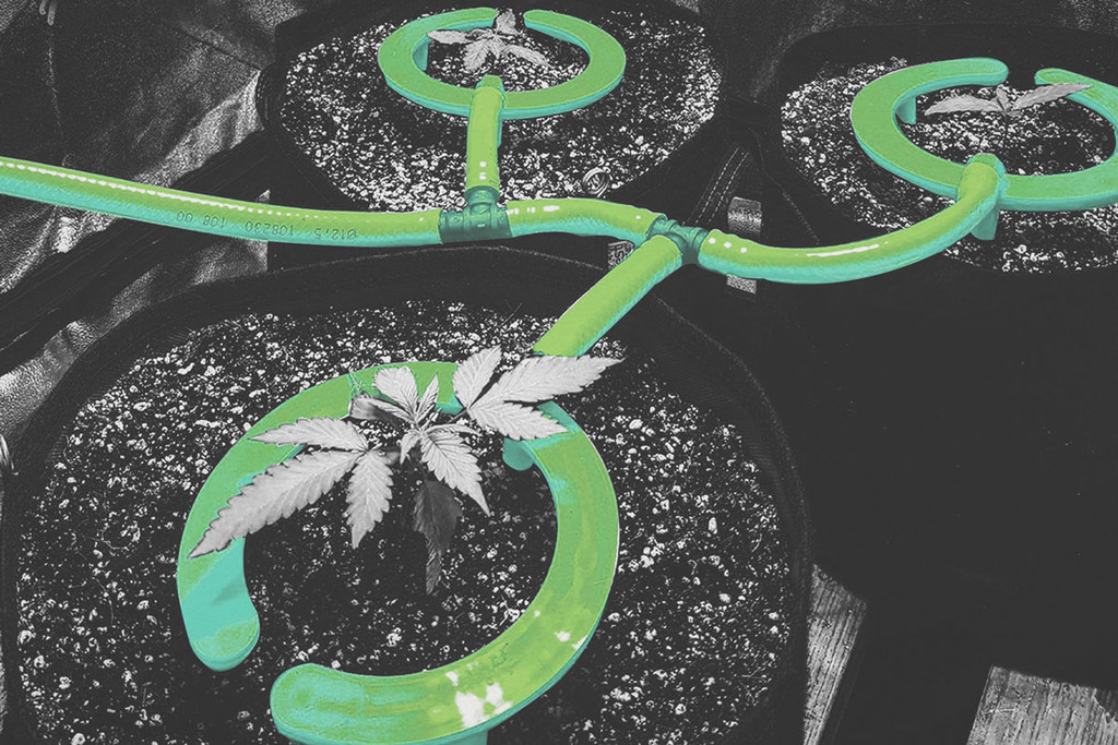 Come installare un sistema di irrigazione automatico per la cannabis