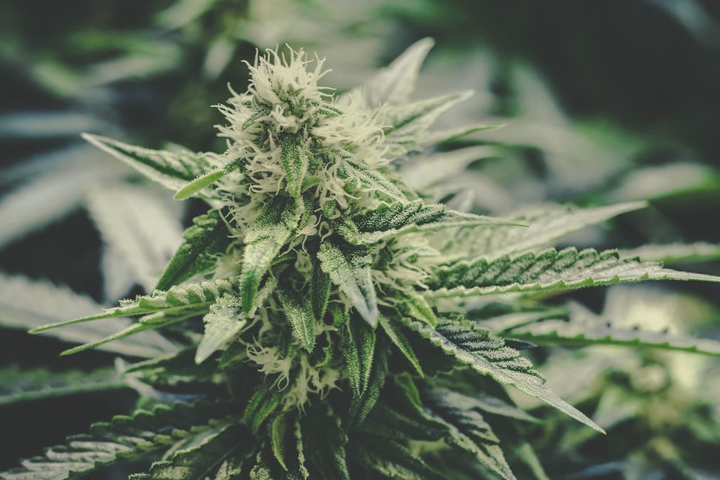 Cannabis Terapeutica: 10 Pro e Contro della Cannabis Medica