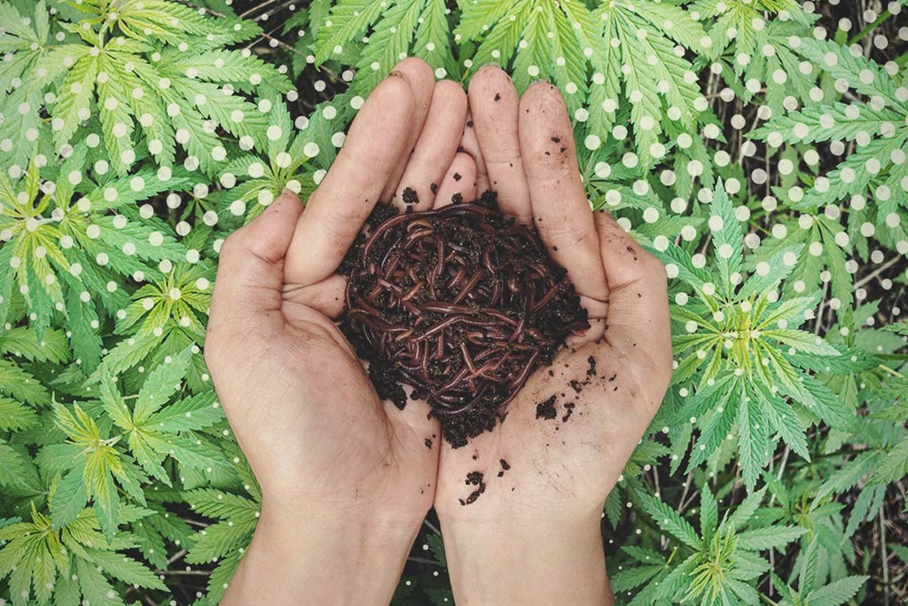 Vermicompost per concimare cannabis: Cos'è e come funziona?