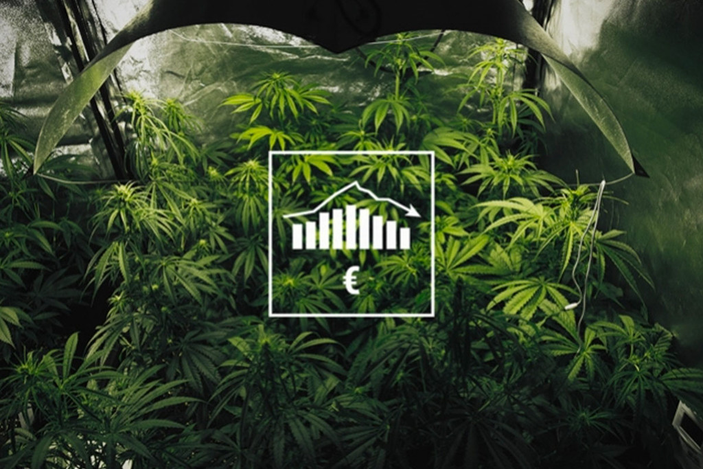 Coltivare Cannabis Indoor e Outdoor con un Budget Limitato